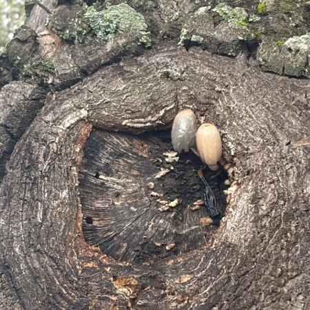 Sierra de Crestillina mushrooms